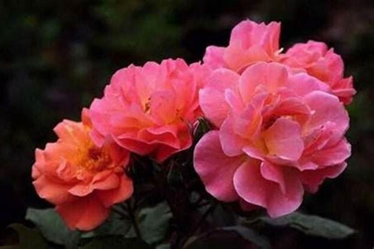月季花开完花后怎么办