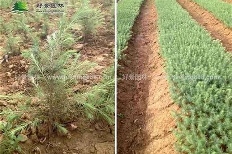 蔬菜幼苗移栽后多久可以施肥