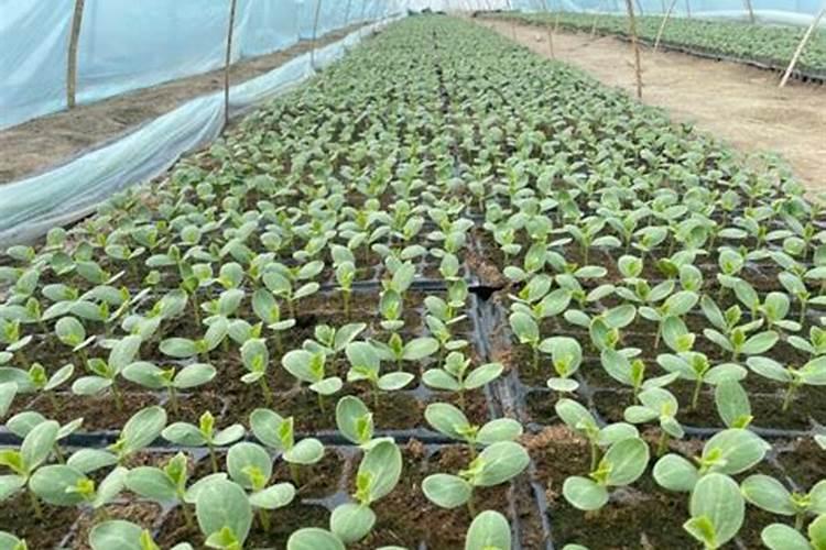 红薯种植后几天后才可以施肥