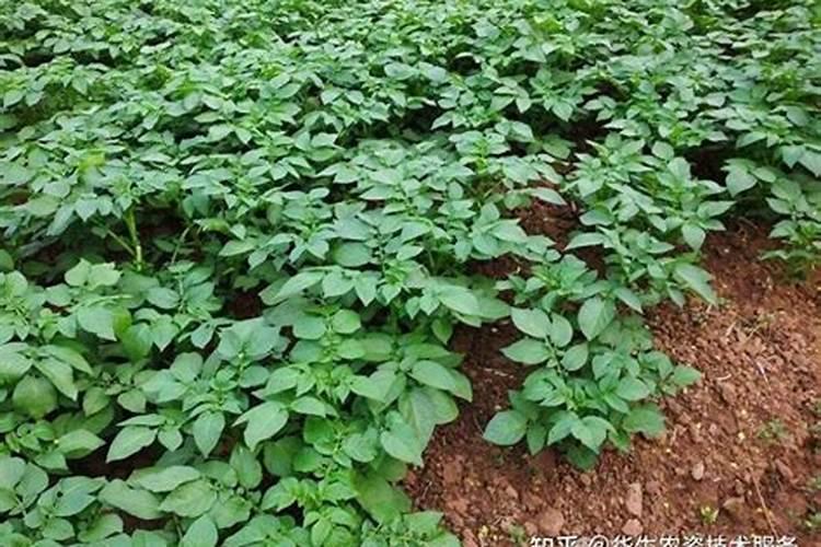 种豆角如何使用氮肥？可以实现豆角高产吗？