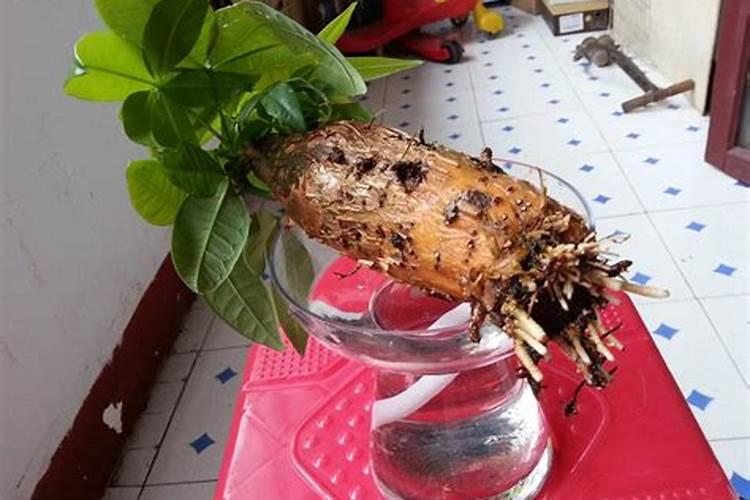 情人草到底有几种