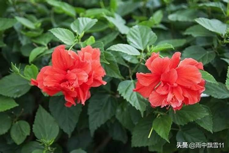 扶桑施什么肥最好
