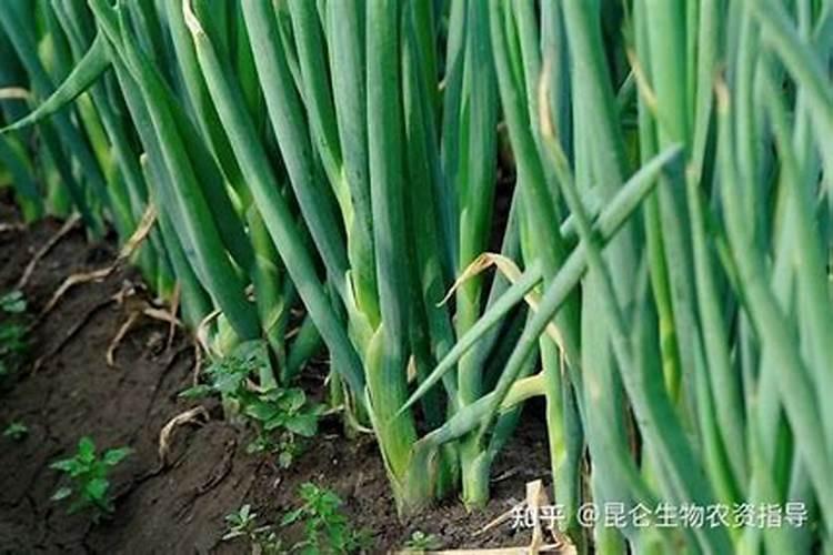 早期花生苗用销酸磷钾肥料行吗  百度