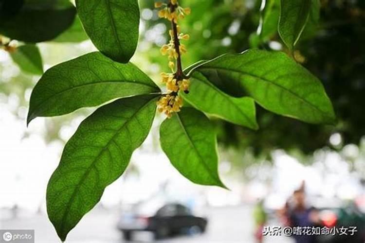 桂花如何施肥