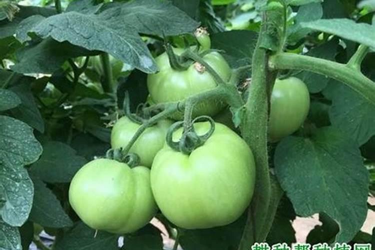 西红柿定植后几天打锌肥好？