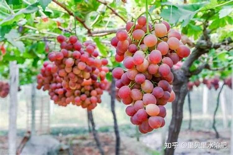 一次性施钾肥过多引起烧苗的原因