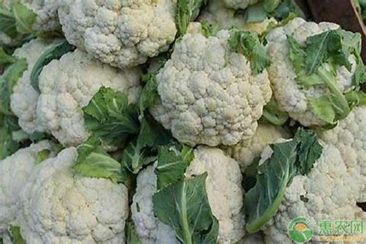 花菜施什么肥最好