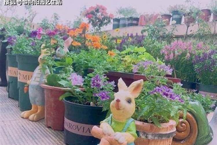 杜鹃花什么时候施肥,夏天能施肥吗？