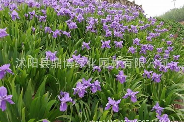 五月兰花长芽期如何施肥盆盆长满芽