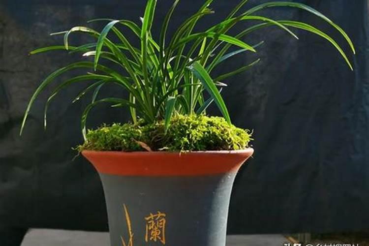 有哪些花能用氮肥