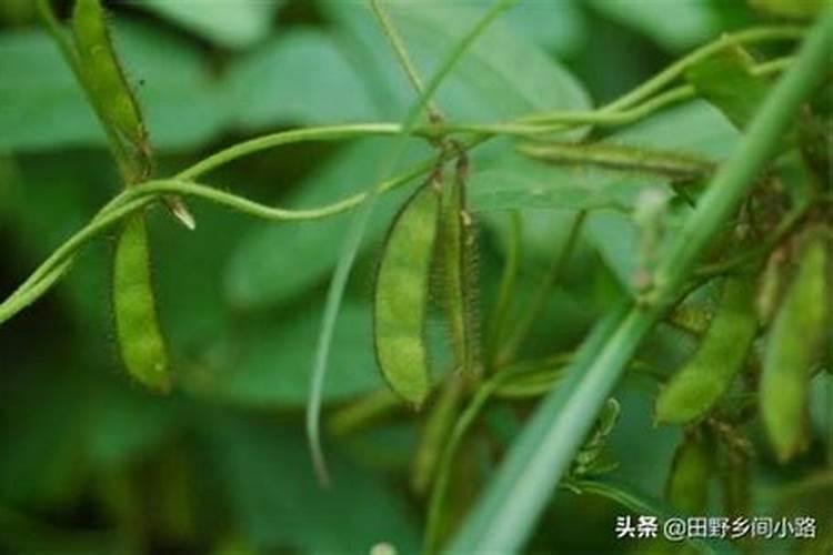 雨后果树喷施叶面肥应注意什么 烯啶虫胺杀灭刺吸式口器害虫专业杀虫剂...