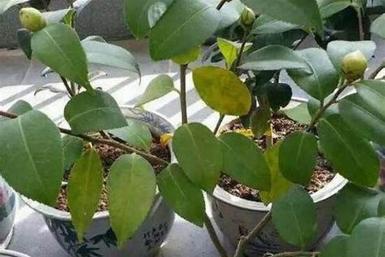 茶花施了磷肥,叶子开始发黄怎么办