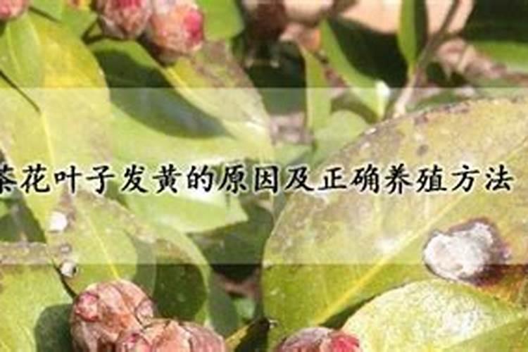 山茶花的叶子发黄是什么原因 山茶花的叶子发黄怎么补救