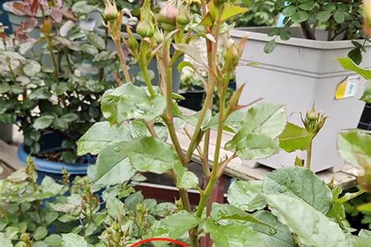 月季花开花结束后该怎么养 月季花谢后怎样养护