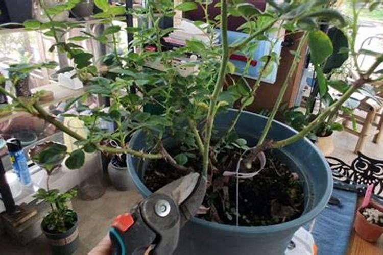 月季长花苞后怎么施肥