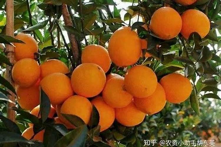 果树最佳施肥时间表？