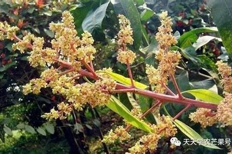 芒果盆栽叶子焦黑