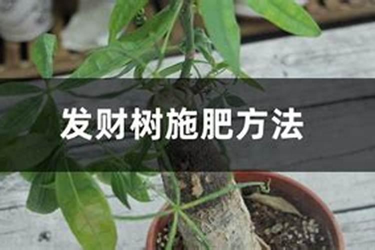 发财树用什么肥料最好