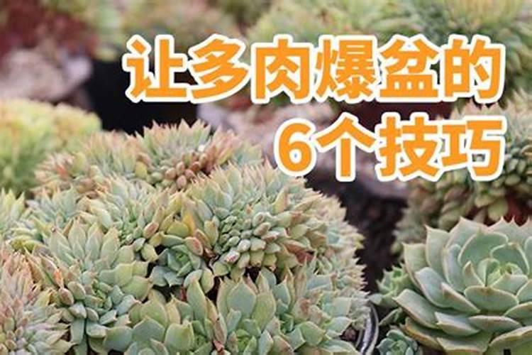 怎么养多肉才又矮又肥