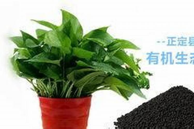 紫竹生长需要什么肥料