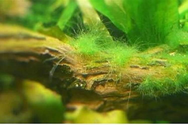 本色水景:19种常见藻类照片和解决方法