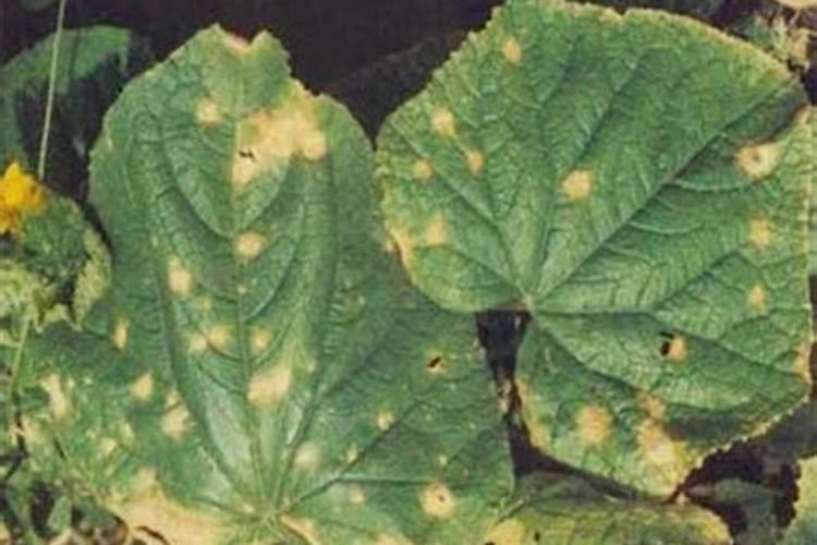 请问桃树的炭疽病的特效药？