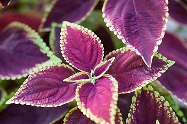 观叶类花卉或叶菜类作物应多施什么肥？