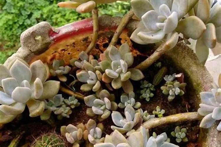 什么食物可以给植物施肥 给多肉施肥用什么肥料