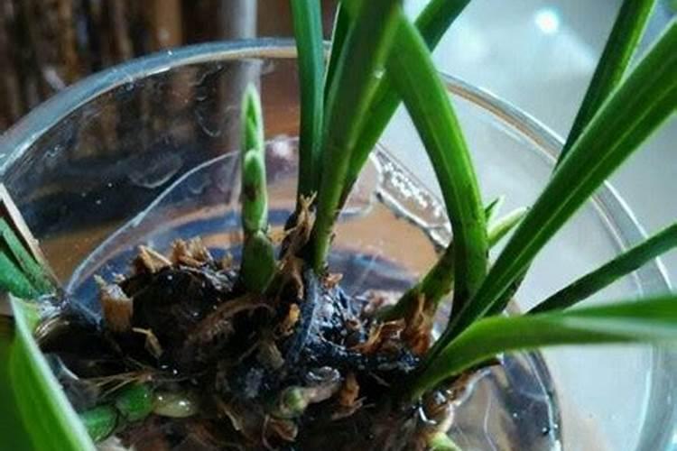 小麦需要什么肥料