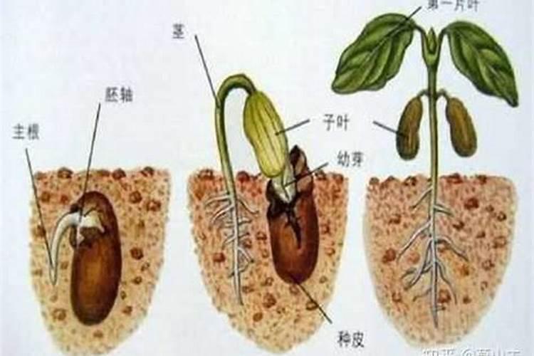 黄豆开花期需要施什么肥 什么时候施肥能高产