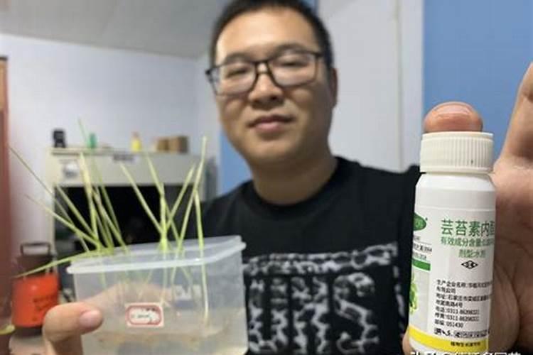 自家精心养的盆栽应怎样施肥才正确
