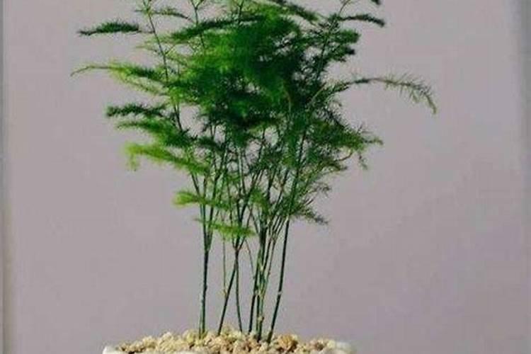 文竹浇什么肥最好
