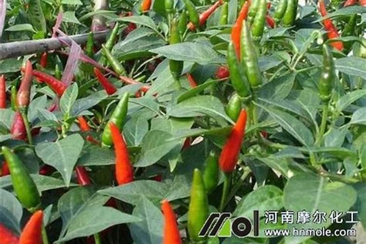 盆栽草莓怎么施肥