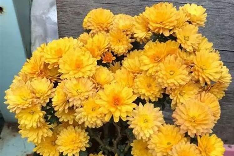 樱桃树什么季节施肥最好？？？施什么肥料？？