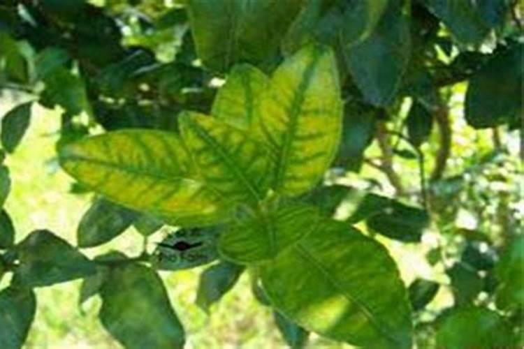 柑橘树施什么复合肥好呢？一年要施多少次？(大树)