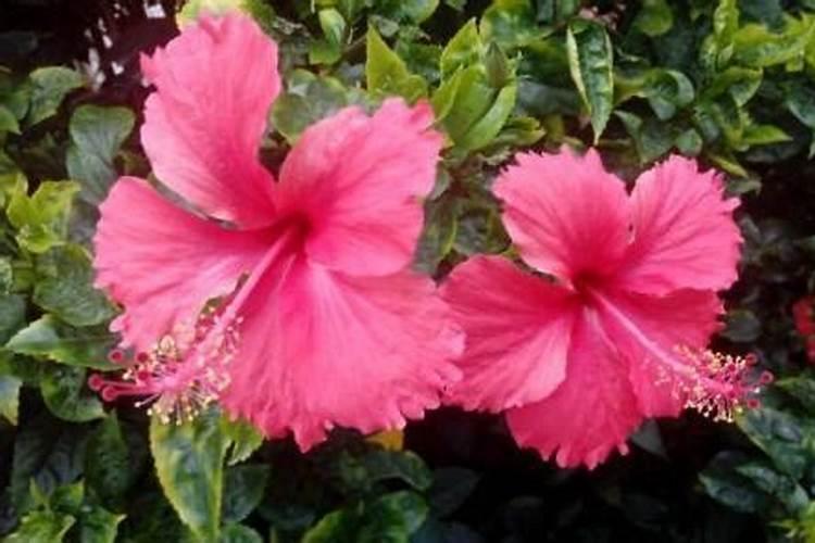 扶桑花施什么肥扶桑花怎么施肥