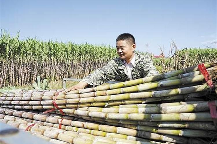 甘蔗施什么肥长得甜
