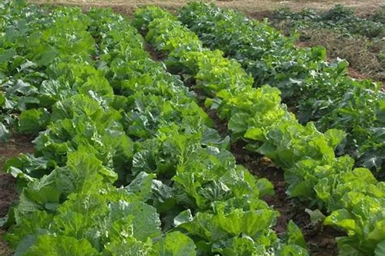 种白菜用什么肥料最好