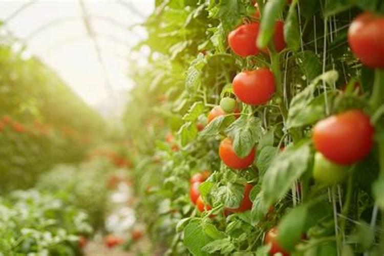 西红柿用什么肥料最好