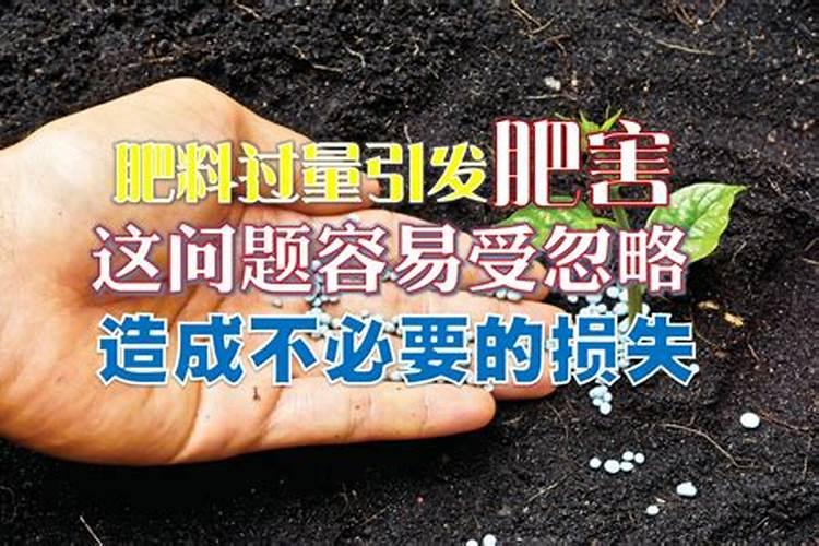盆栽放复合肥多了会死吗,一盆君子兰用几粒复合肥