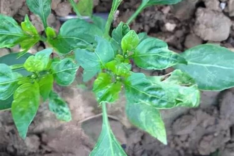 种豆角用什么肥料最好