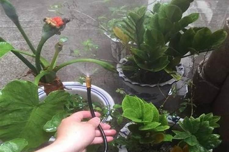 如何自制兰花的肥料？