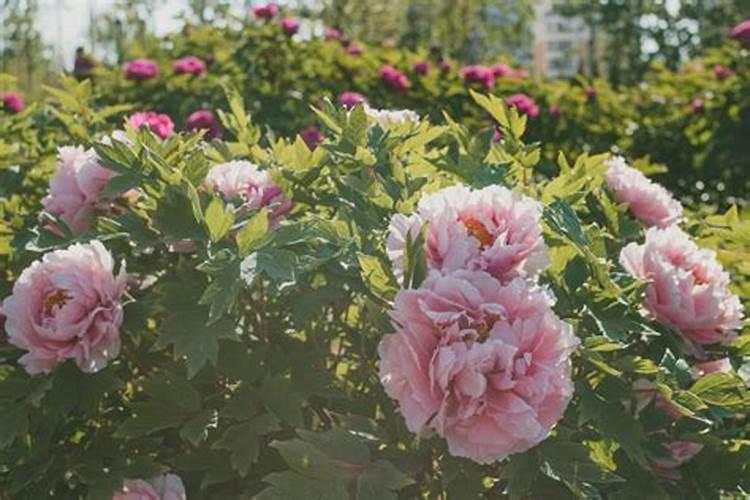 牡丹花怎么施肥