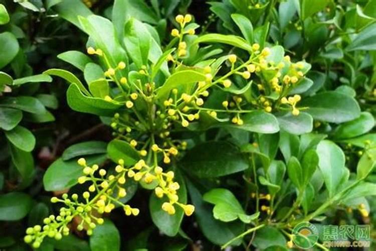 盆栽米兰开花时能否施肥