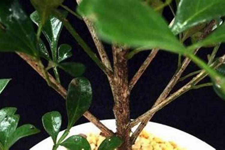 米兰花用什么肥料最好