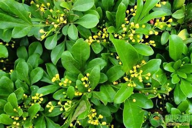 米仔兰冬天怎么过冬