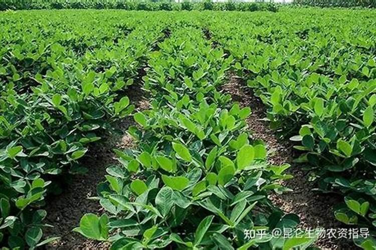 请问什麼态的氮肥利於植物？铵跟氨跟胺,有甚麼差别