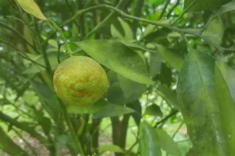 柑橘树上长青苔是什么病？