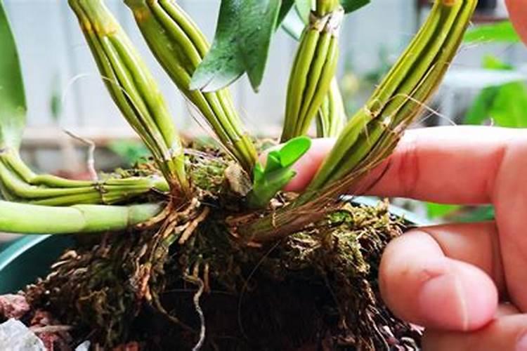 盆栽石斛兰花的叶面肥用那种好 盆栽石斛兰花的叶面肥哪那种最好呢
