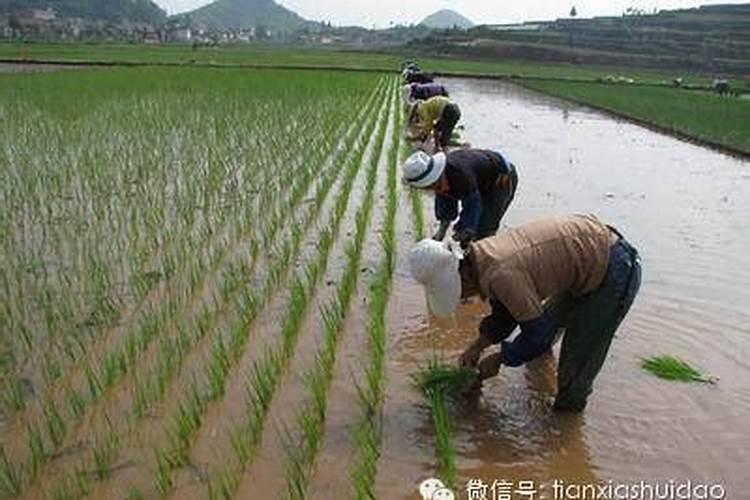 水稻插秧后田间水层如何管理,此时有哪些病虫害需防治？